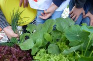 Kinderhände ernten im grünen Salatbeet Schnittlauch