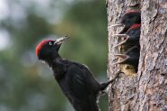 Schwarzspechtmännchen sitzt an Rinde und füttert seine Jungen, die aus der Höhle herausschauen.