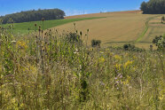 Landschaft mit Blühfläche 