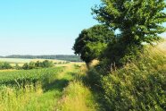 Hecke in der Landschaft