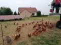 glückliche Hühner beim mobilen Hühnerstall in Irlach 