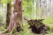 Stehendes und liegendes Totholz im Wald