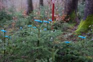 Junge Bäumchen im Wald mit blauen Wäscheklammern markiert